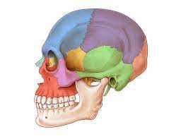 Cranial Bones
